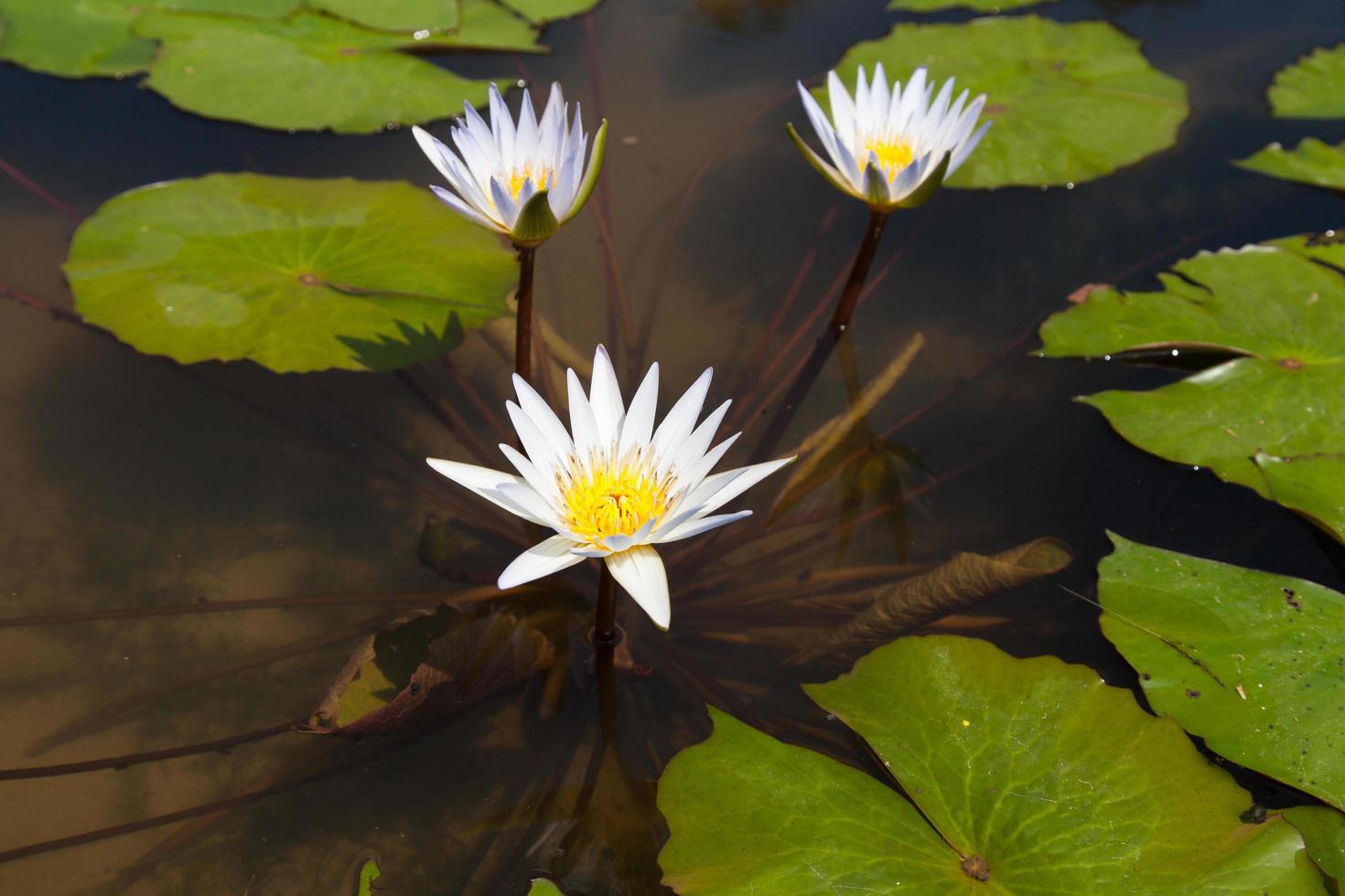 weißer Lotus im Teich foto