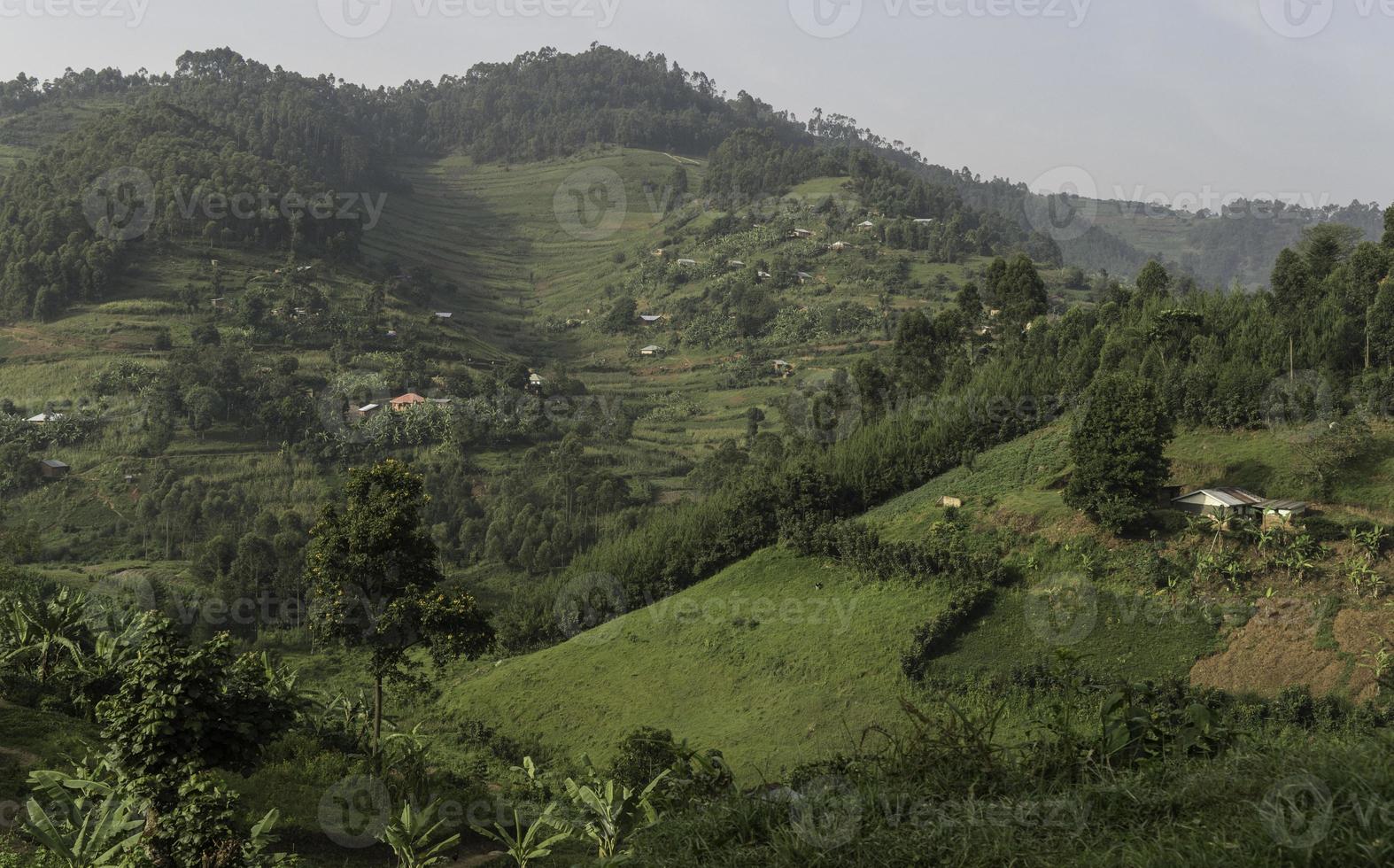 das üppig, rollen Hügel von Uganda. foto