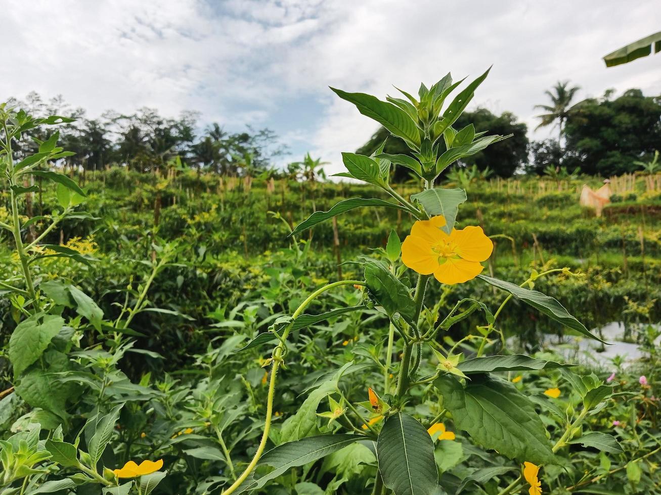 Gelb Blume im das Feld foto