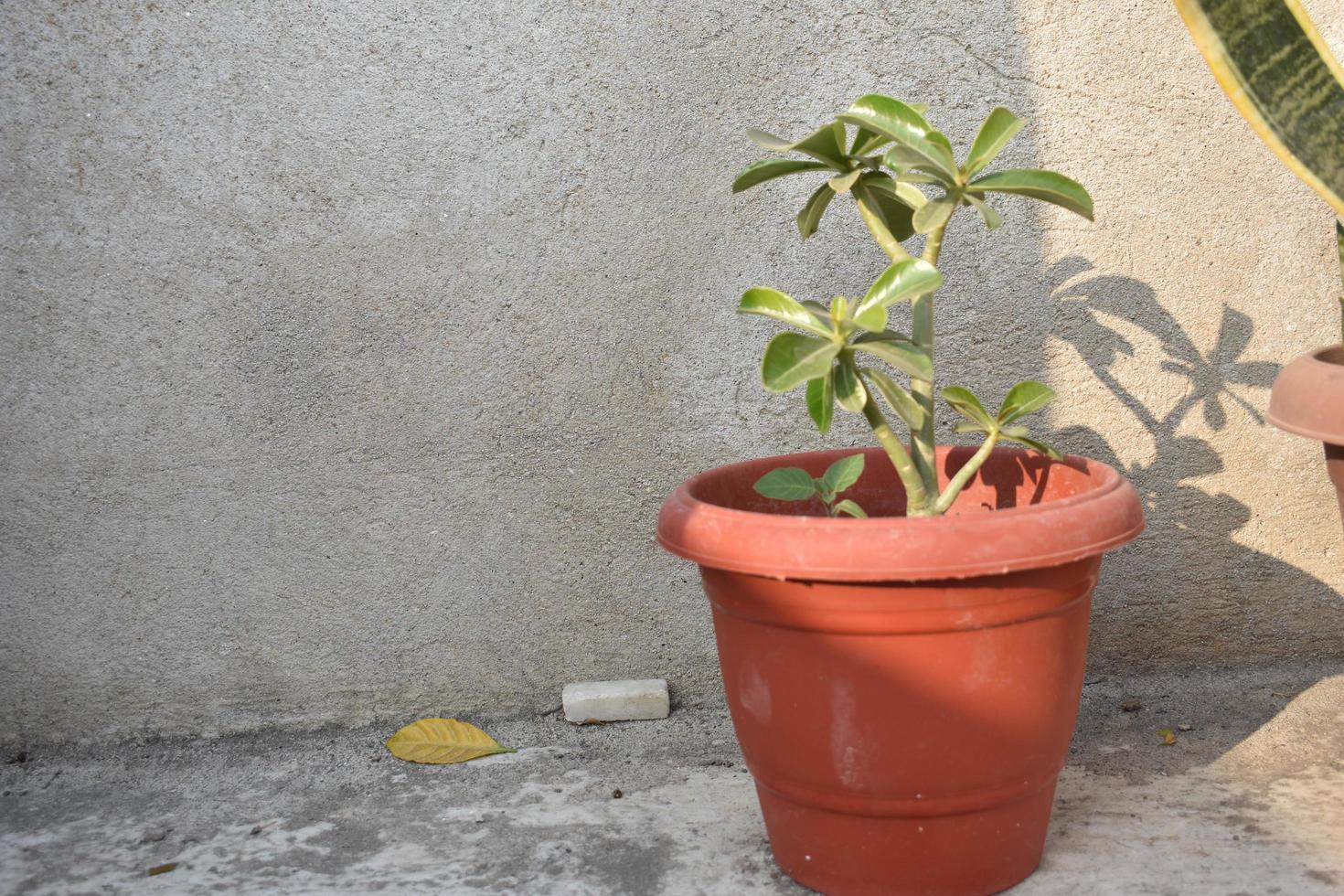 Adenium Pflanze im ein Topf foto