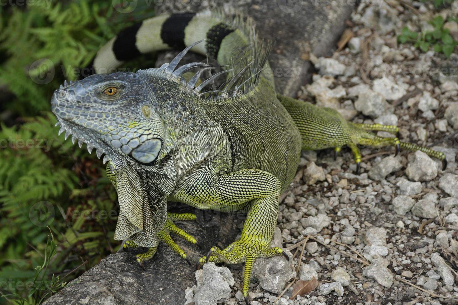 Leguan ist ein Gattung von Eidechse Das Leben im das Tropen. anolis carolinensis oder Grün anole ist ein Spezies von Baumbehausung anole Eidechse, Makro Eidechse, Makro Leguan, Natur foto