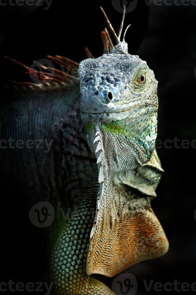 Leguan ist ein Gattung von Eidechse Das Leben im das Tropen. anolis carolinensis oder Grün anole ist ein Spezies von Baumbehausung anole Eidechse, Makro Eidechse, Makro Leguan, Natur foto