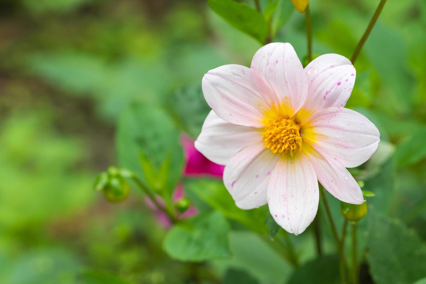 rosa Blume im Garten foto