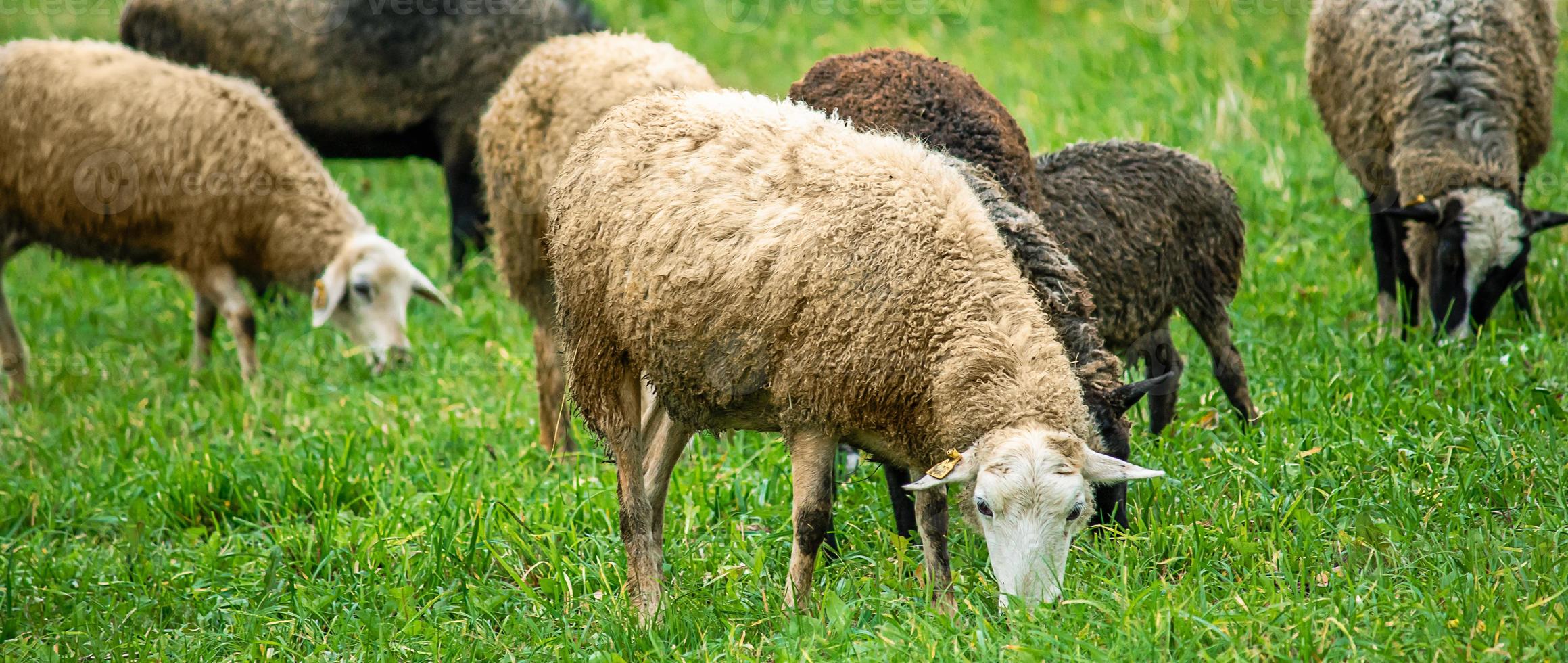 Weiße und braune Hausschafe fressen grünes Gras auf der Wiese. Bauernhofrinder grasen auf der Weide. foto