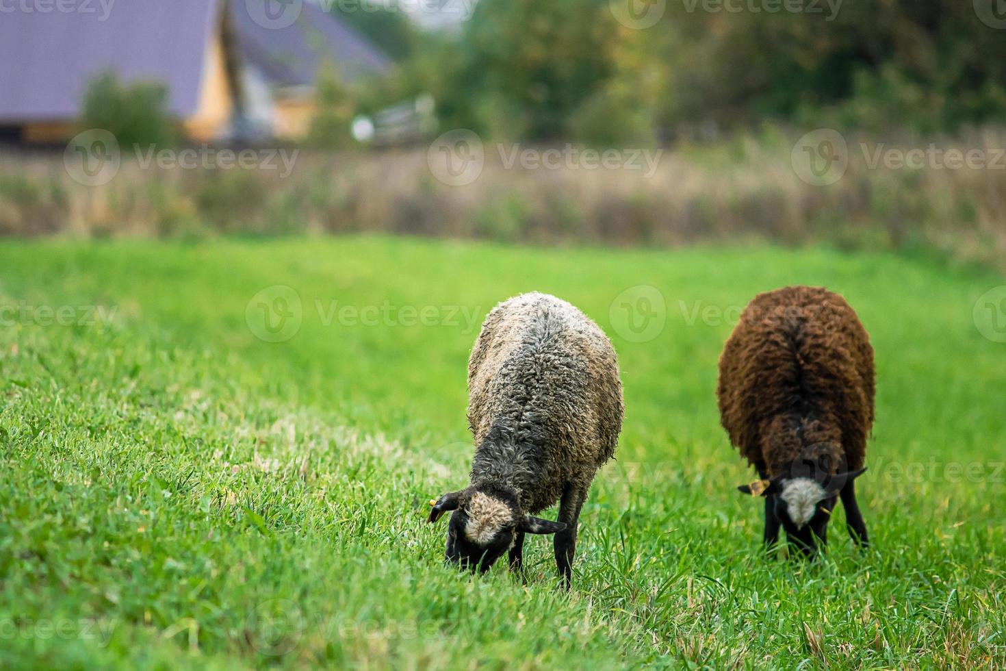 zwei inländisch braun Schaf Essen Gras im Wiese. Bauernhof Tiere grasen im Weide. foto