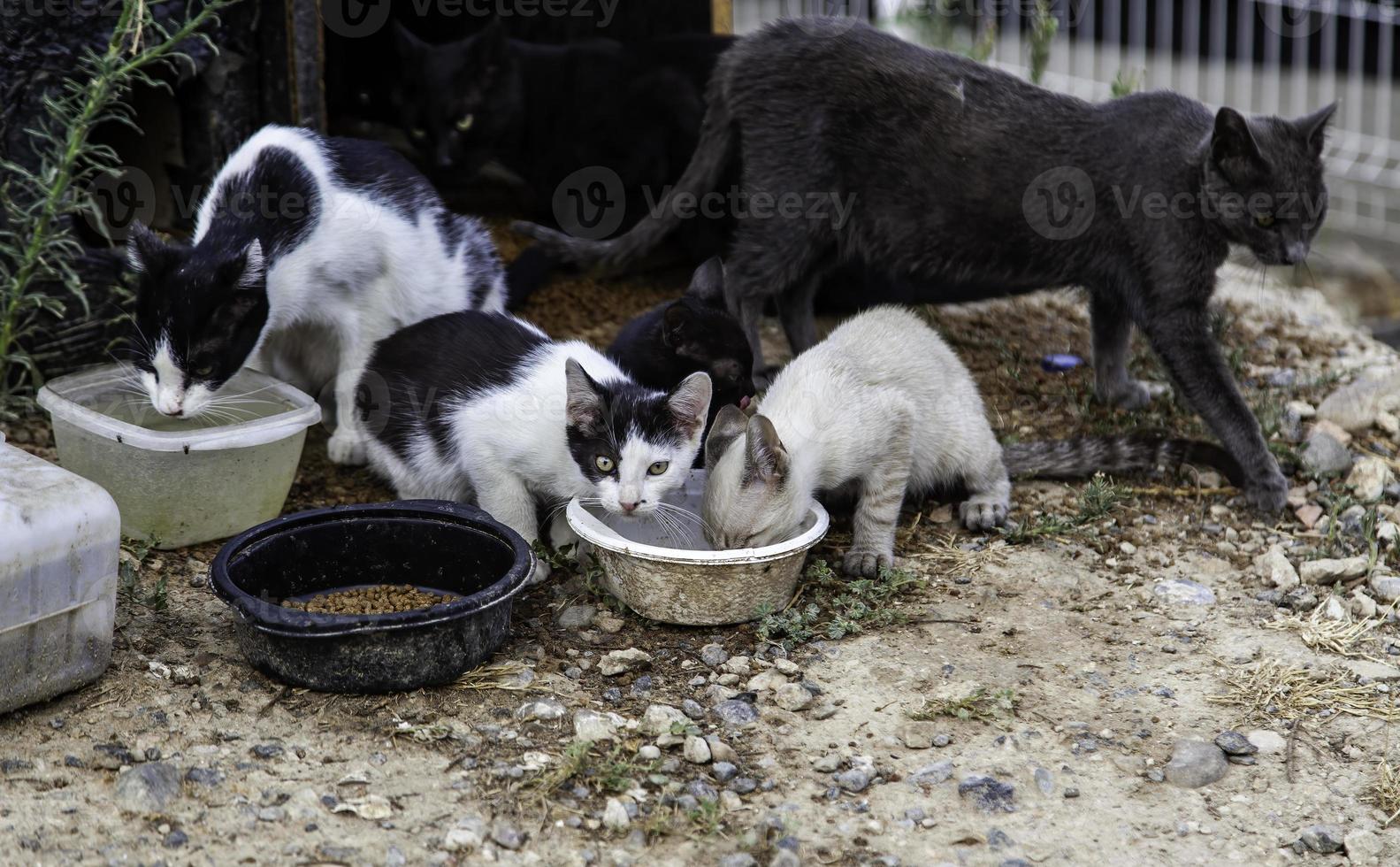 verlassener Katzenwelpe foto