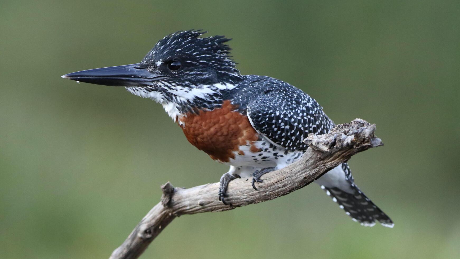 Rieseneisvogel thront auf einem interessanten Ast, Eisvogel thront foto