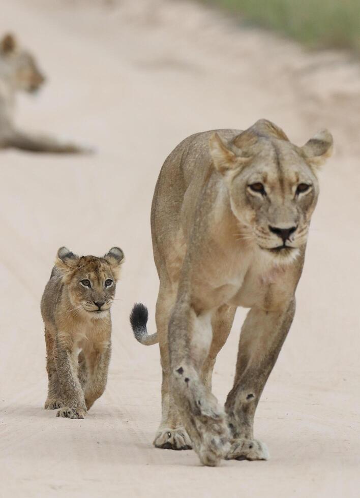 afrikanischer löwenmann, der bei sonnenaufgang in sanddüne geht, großer männlicher kalahari-löwe mit schwarzer mähne, foto