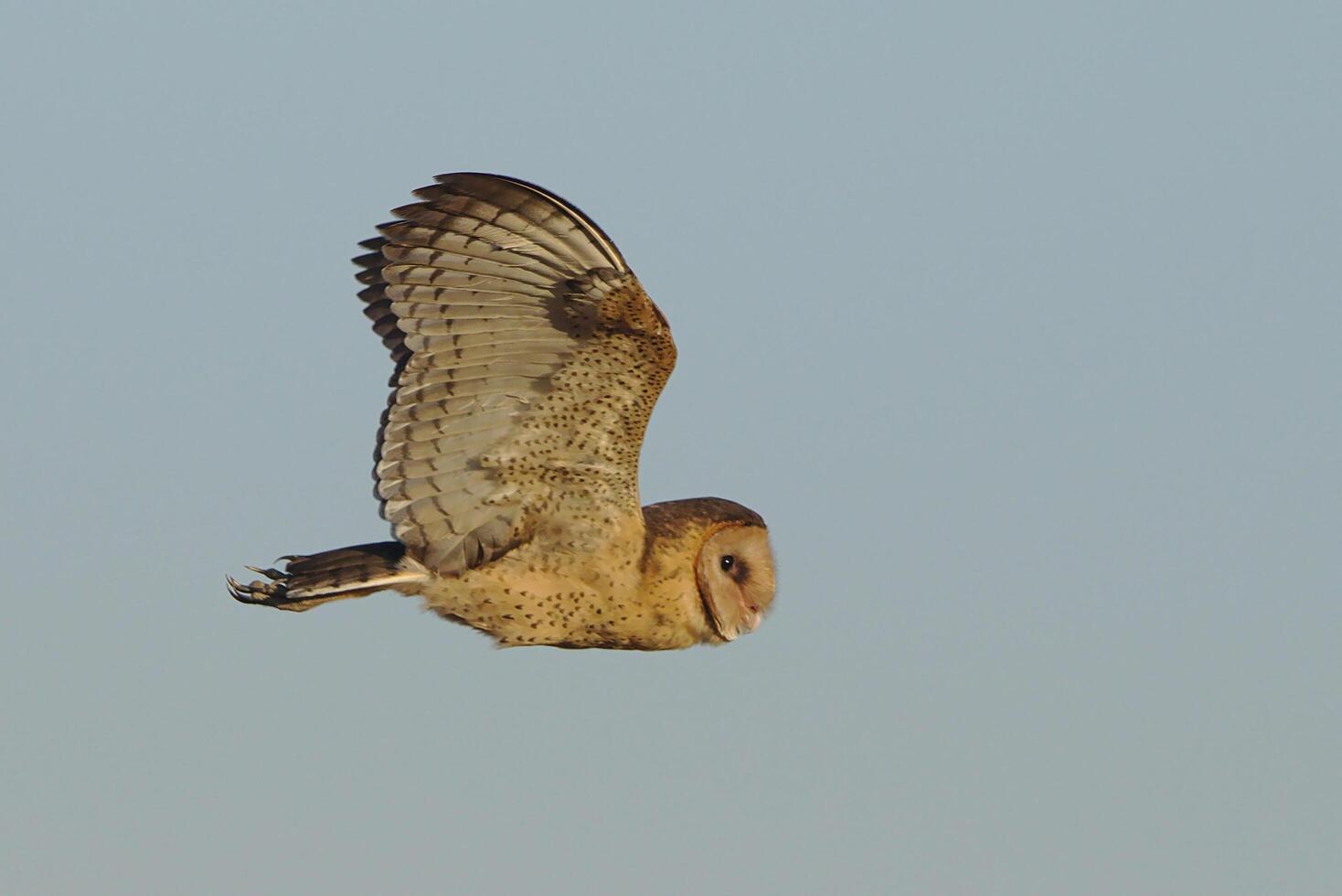 das aschig Fliegenfänger musikcapa caerulescens ist ein Spezies von Vogel, Mutter Vogel in der Nähe foto