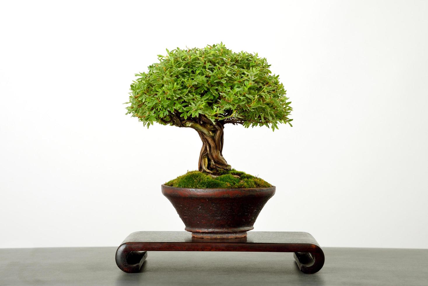 japanischer Bonsai-Baum foto