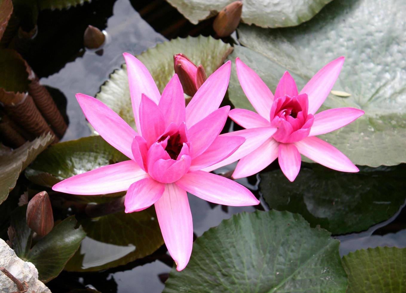 Draufsicht auf Lotusblumen foto