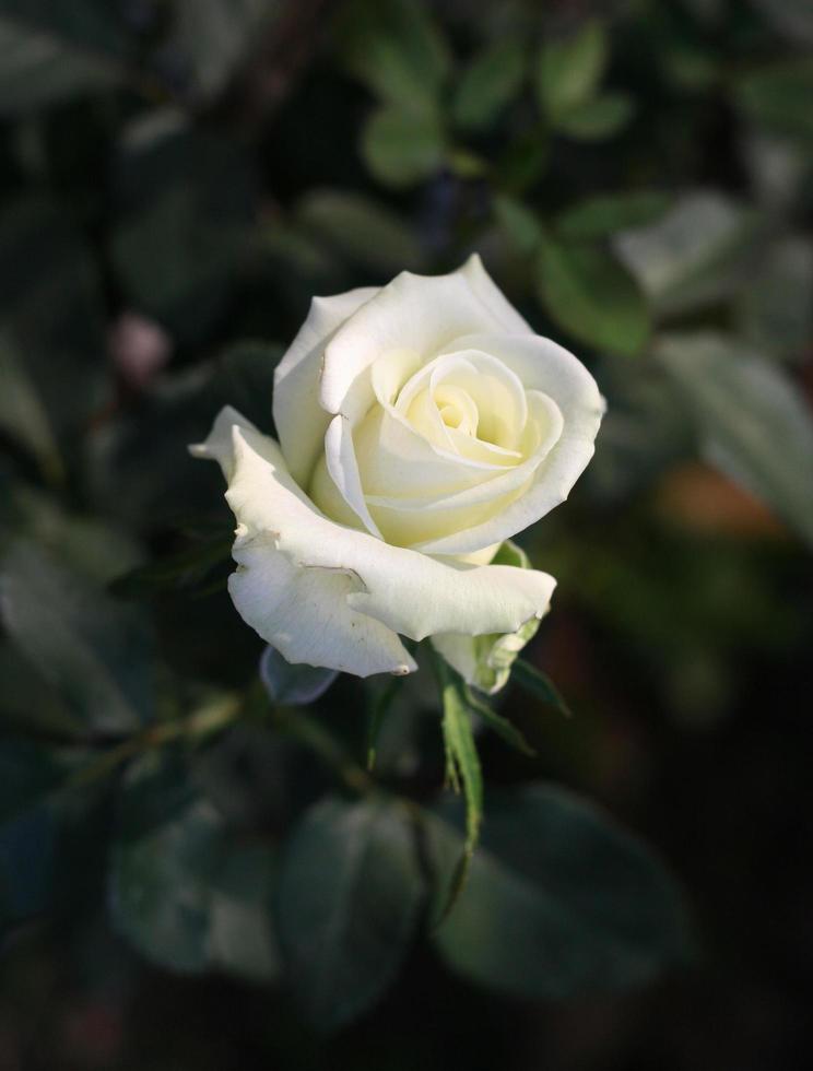 einzelne weiße Rose foto