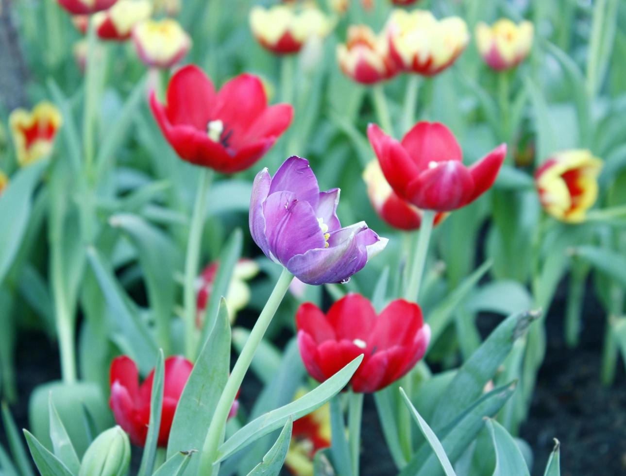 bunte Tulpen draußen foto