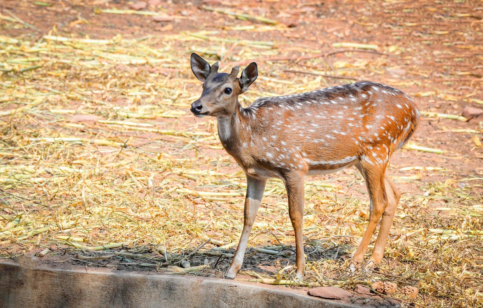 jung entdeckt Hirsch im das Tierwelt Heiligtum andere Namen Gepard - - Achse Hirsch foto