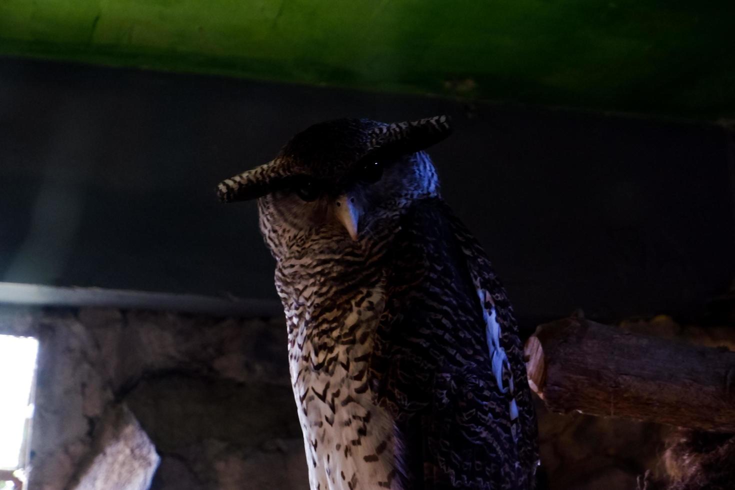 selektiv Fokus von schwarz gebändert Eulen thront im ein dunkel Käfig. foto