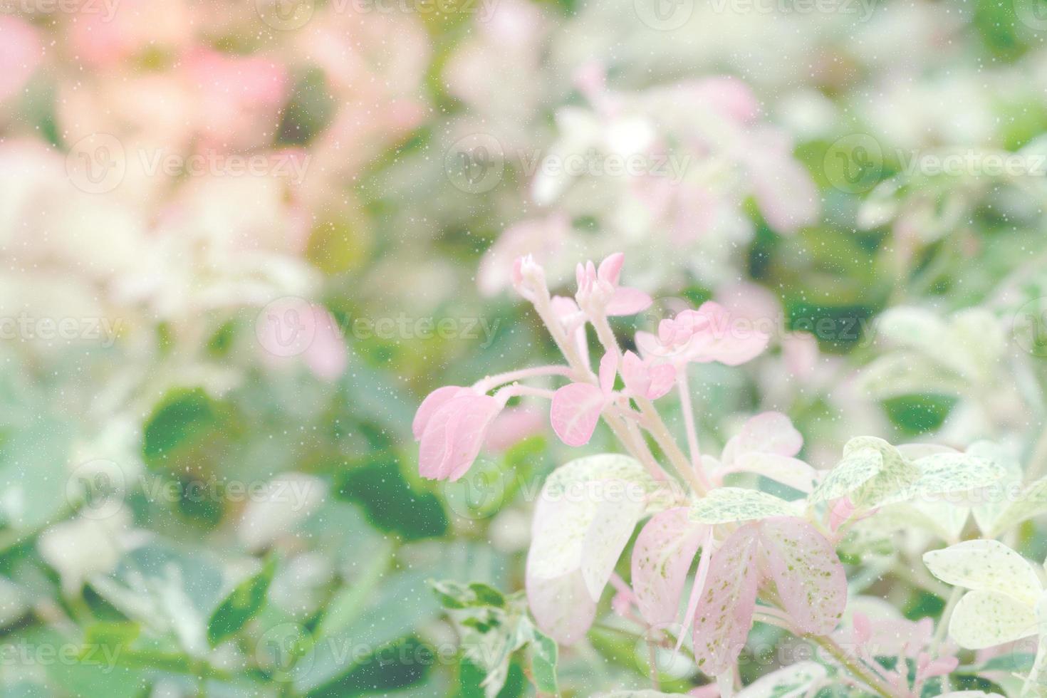 Rosa Grün Blätter Muster mit Schnee zum Natur Hintergrund, Pithecellobium Dulce foto