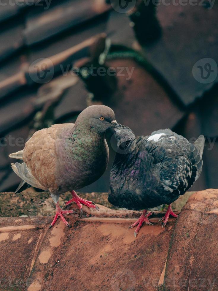 Foto von das Moment wann zwei Tauben sind gesehen küssen auf das Dach von ein Haus