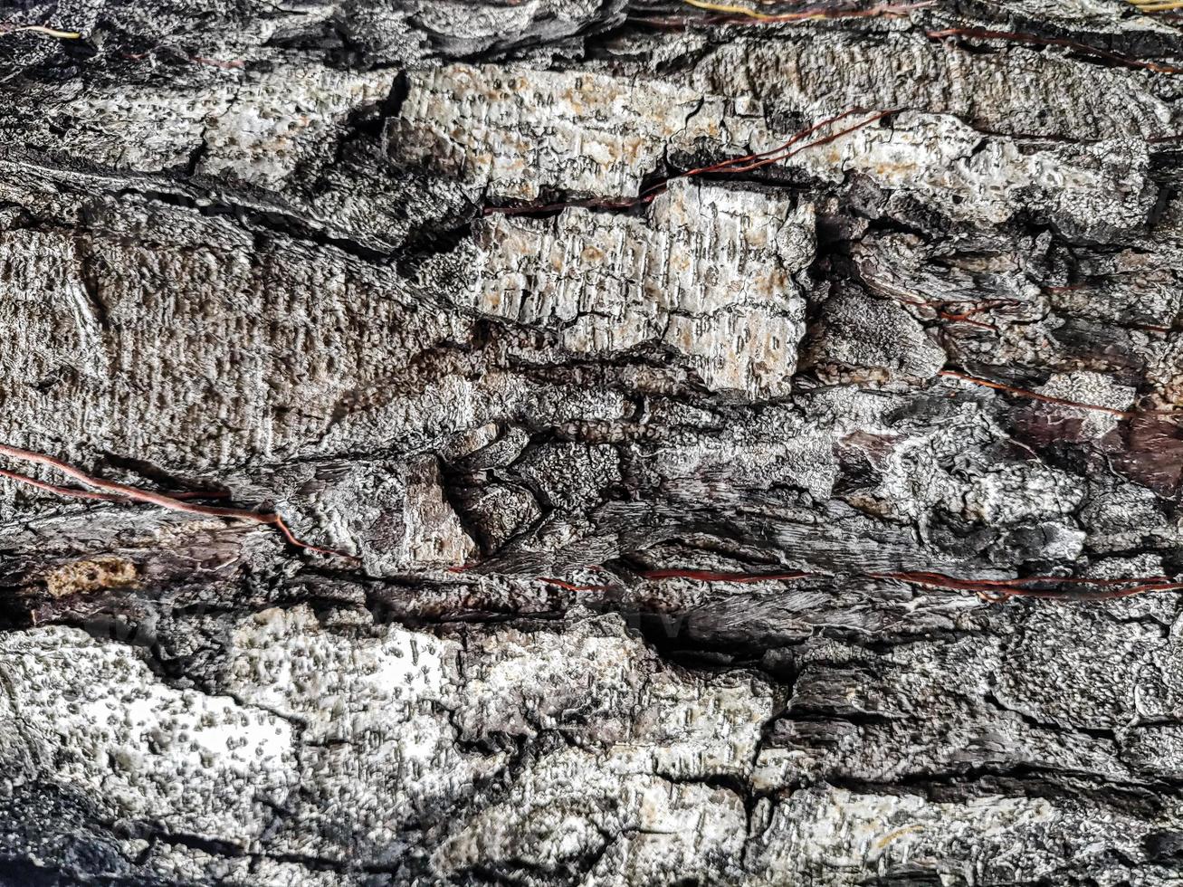 Holz Textur Hintergrundoberfläche altes natürliches Muster foto