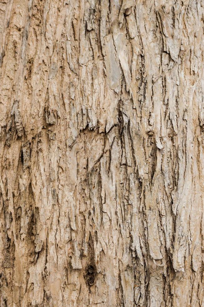 Baum Rinde Holz Textur und Hintergrund schließen oben foto