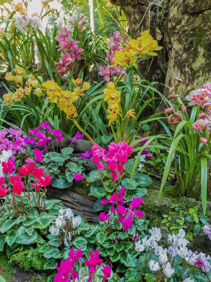 bunt Orchidee Blume im das Garten foto