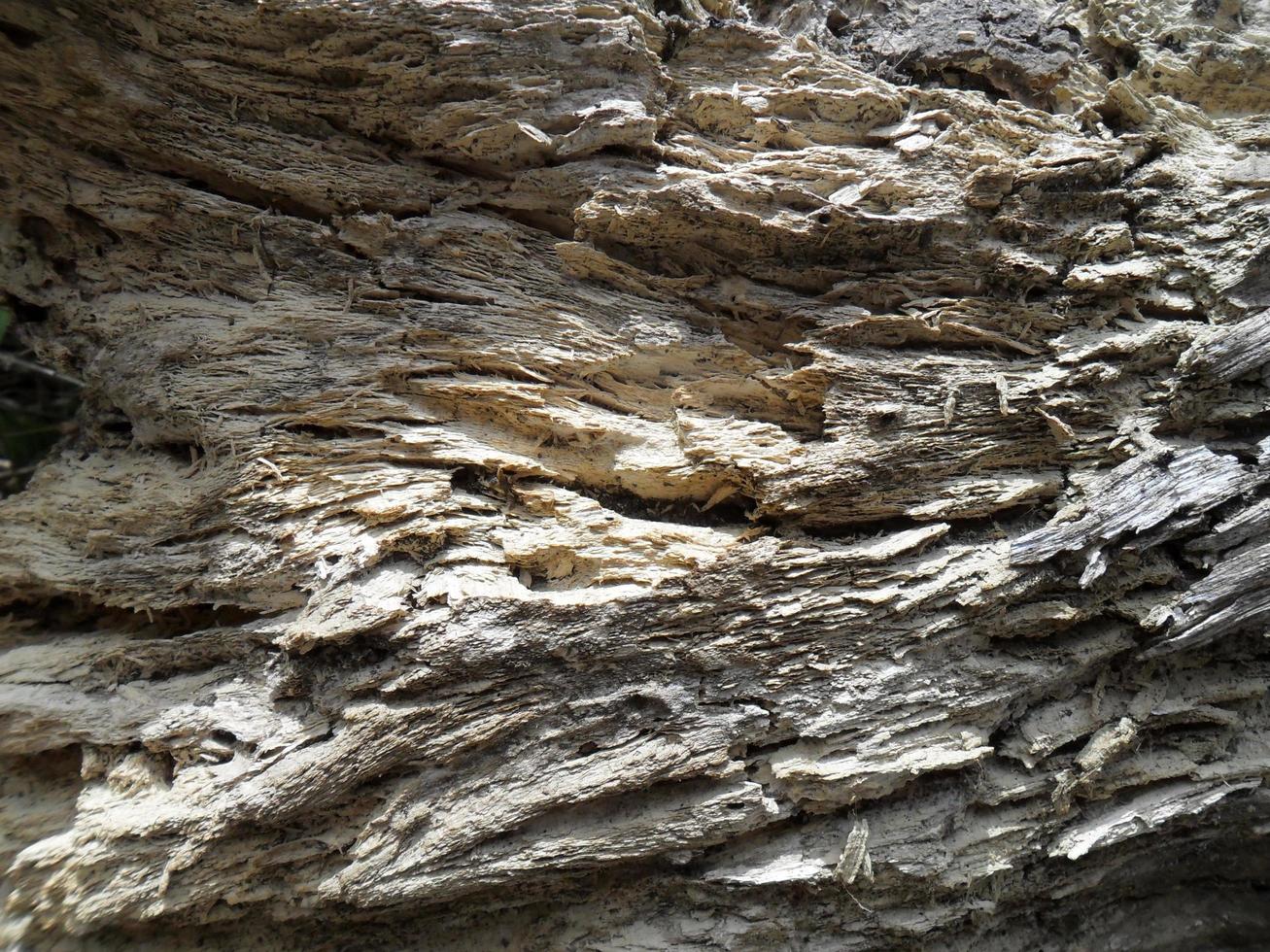 Baum Rinde Textur im hoch Auflösung foto