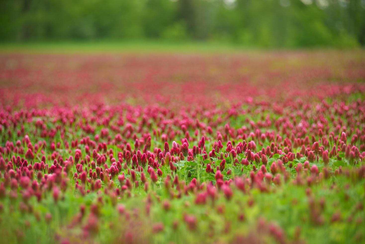 Feld oder rote Blumen foto