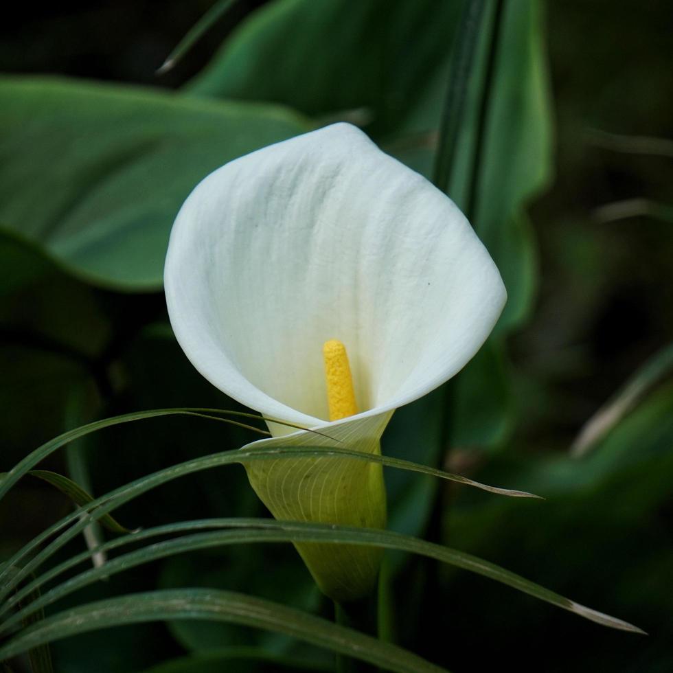 Calla Lilie Blume im Garten foto