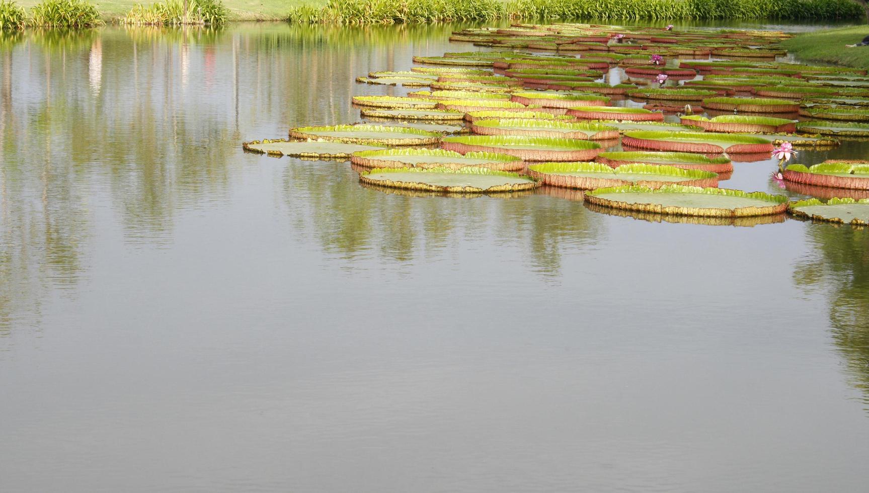 ruhiger Seerosenteich foto