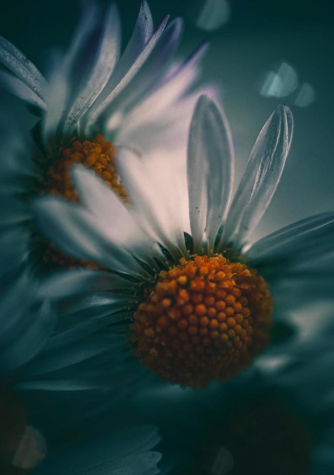 zwei Gänseblümchenblumen foto