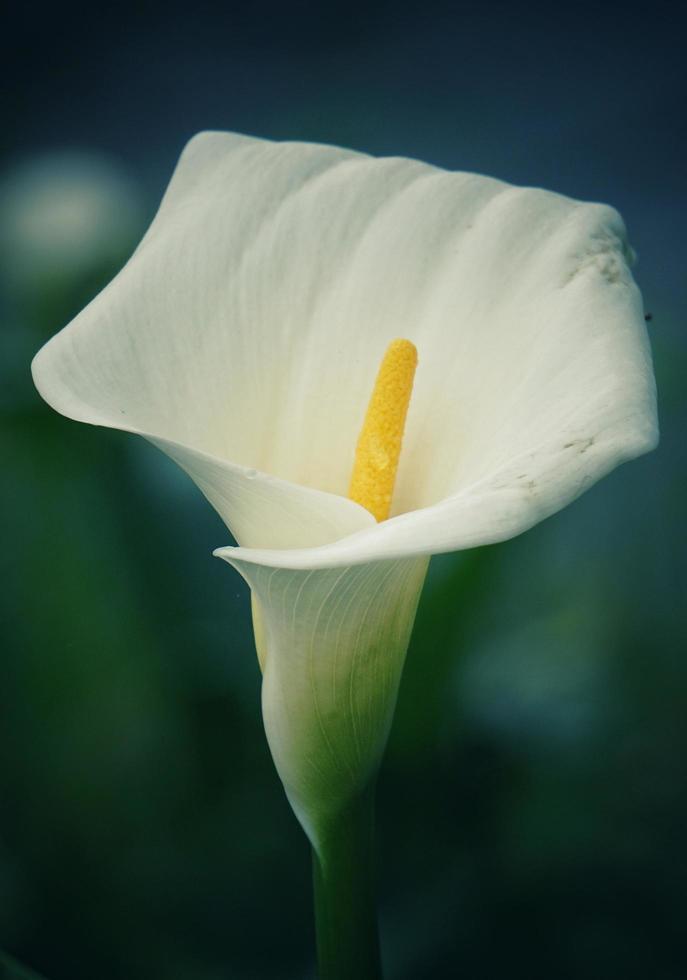 weiße Callalilienblume foto