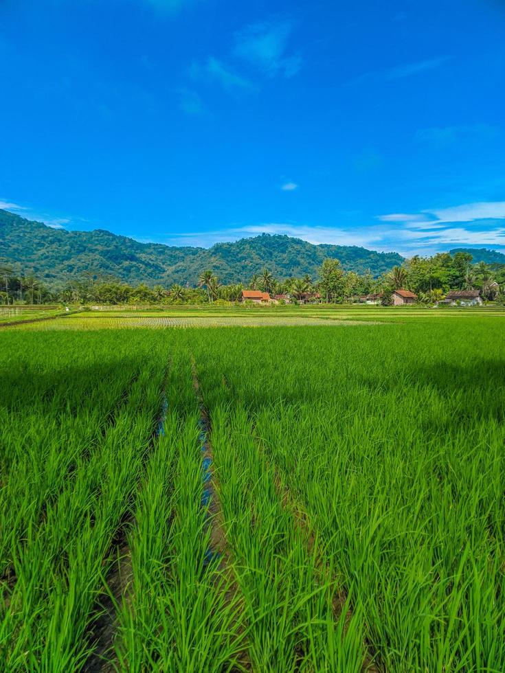 Panorama- Aussicht von schön sonnig Tag im Reis Felder mit Blau Himmel und Berge. foto