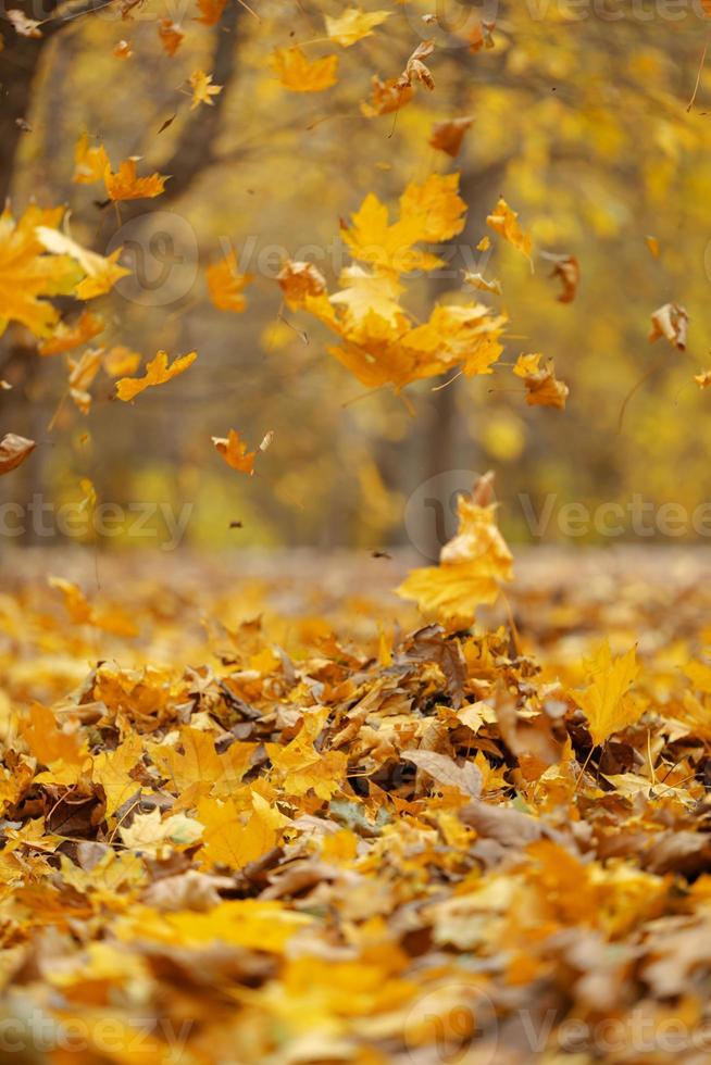 gelbe abgefallene blätter fliegen im herbstpark. idyllische Szene am Nachmittag in einem leeren Park, selektiver Fokus foto