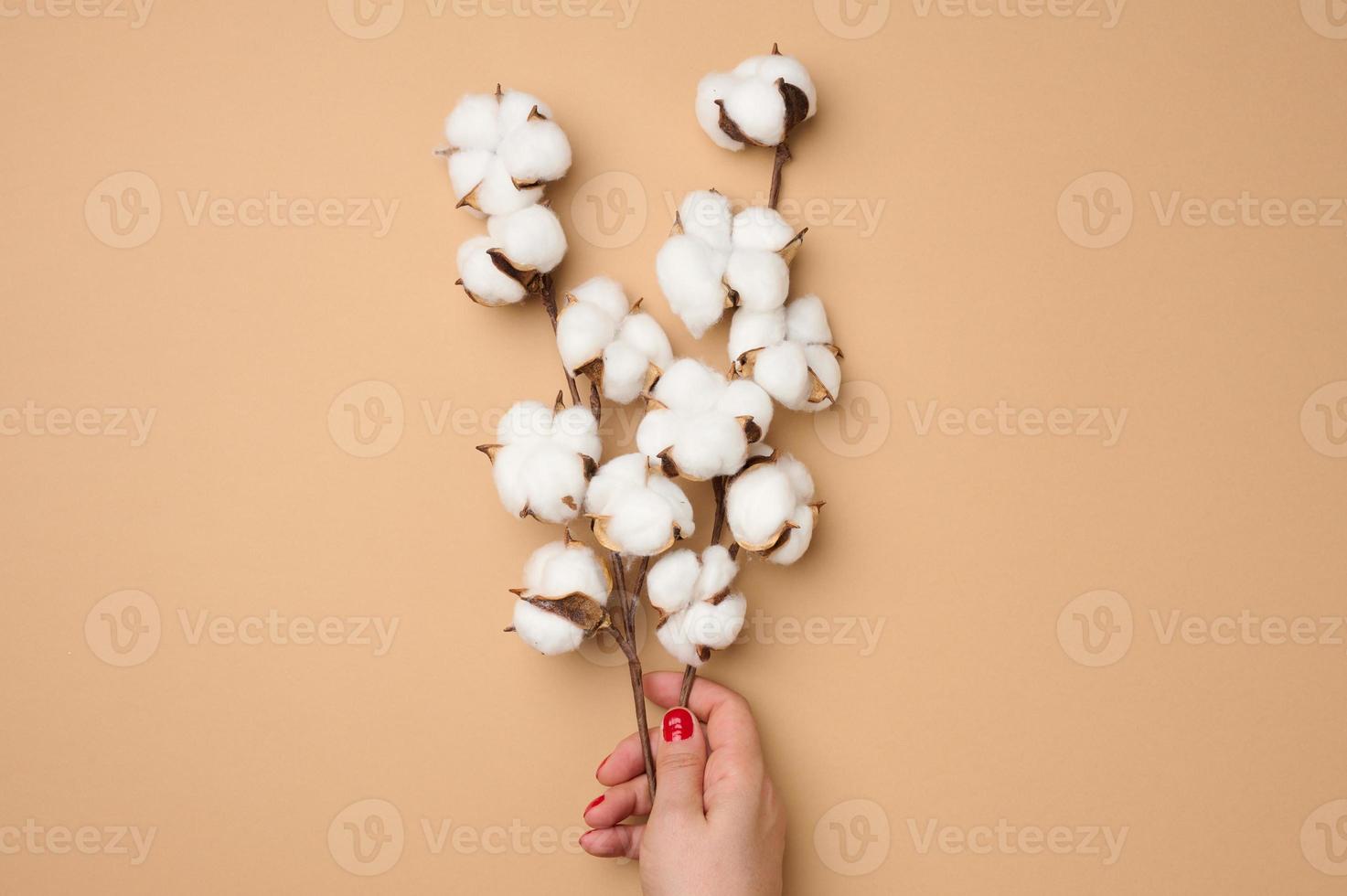 weiblich Hand halten ein Zweig mit Baumwolle Blumen auf ein Licht braun Hintergrund foto