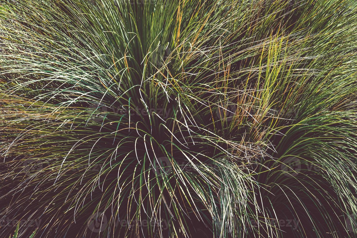 Ziergras aka festuca glauca foto