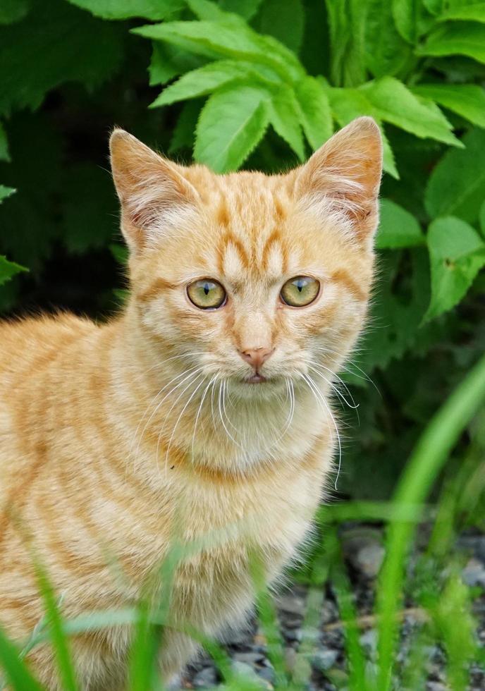 streunendes Katzenporträt foto