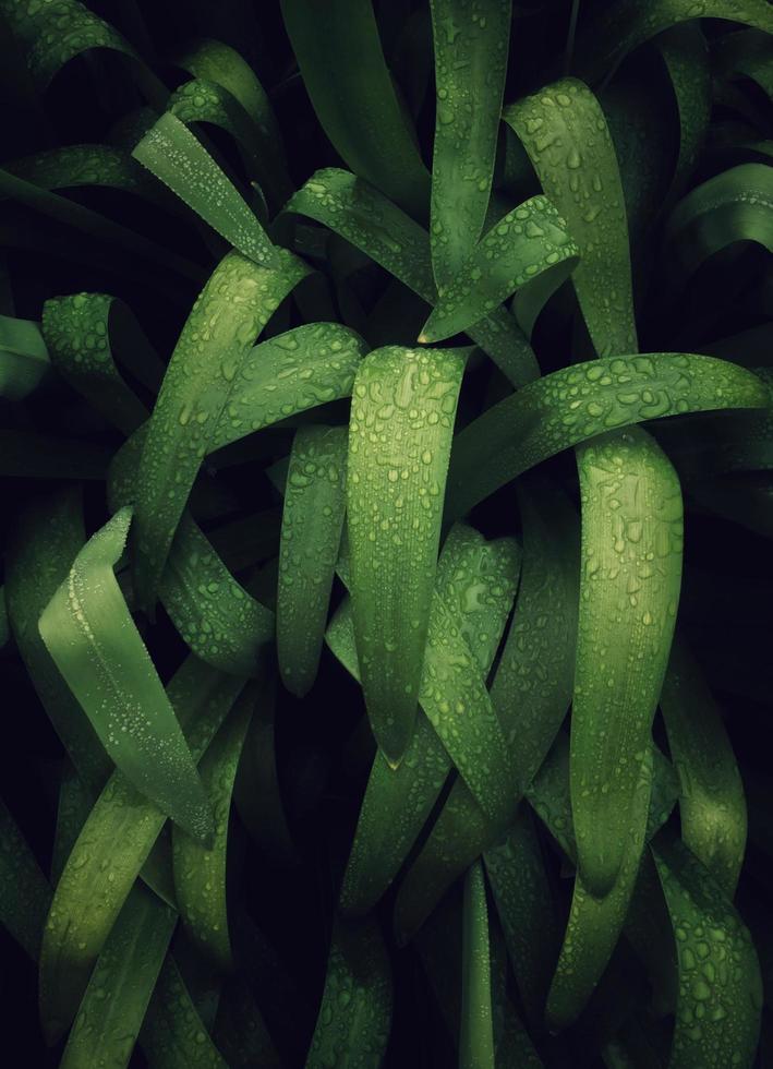 Tau auf grünen Pflanzenblättern in der Natur foto