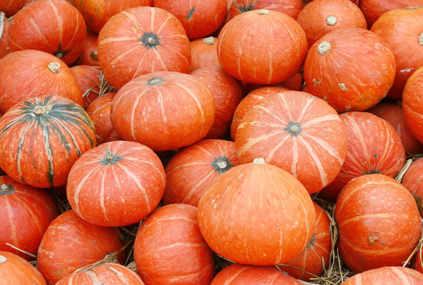 viele orange Kürbisse foto