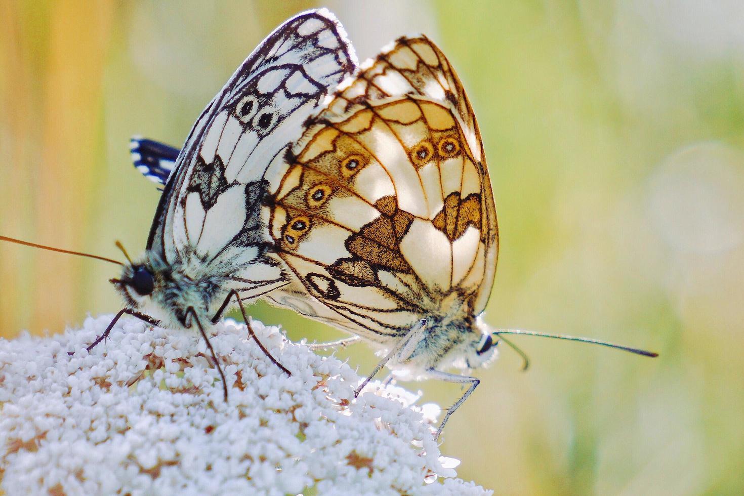 schöne Schmetterlinge auf einer Blume foto