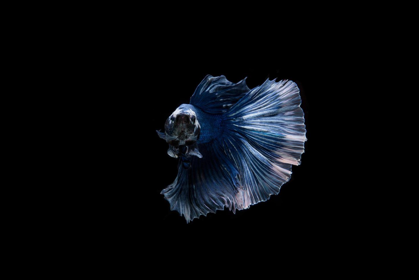 schöne siamesische Betta Fisch foto