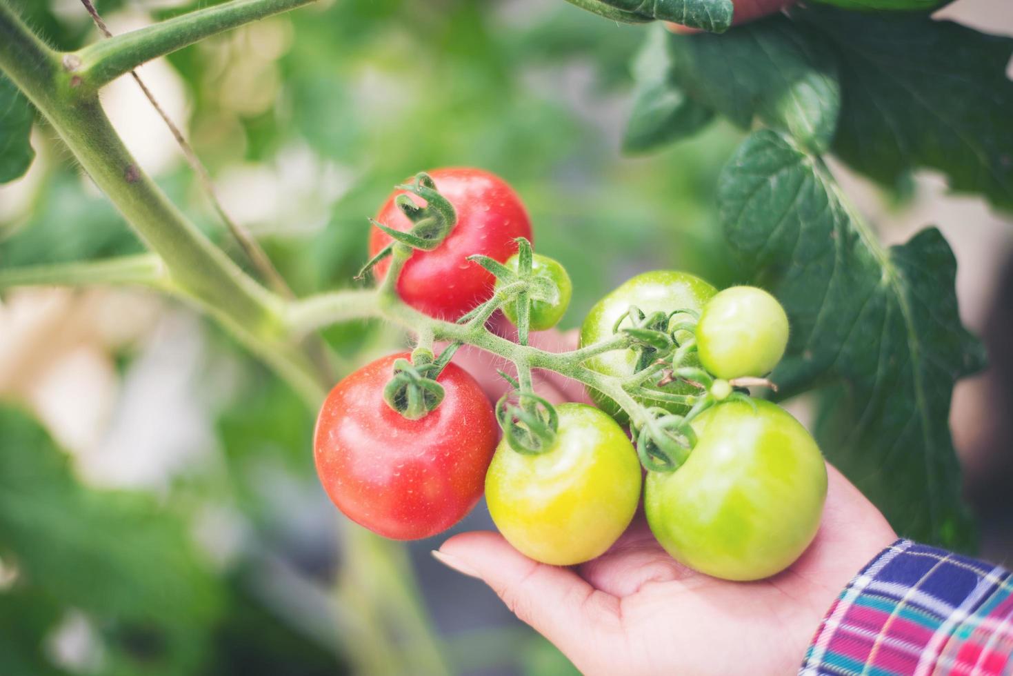 frische Tomaten im Garten foto