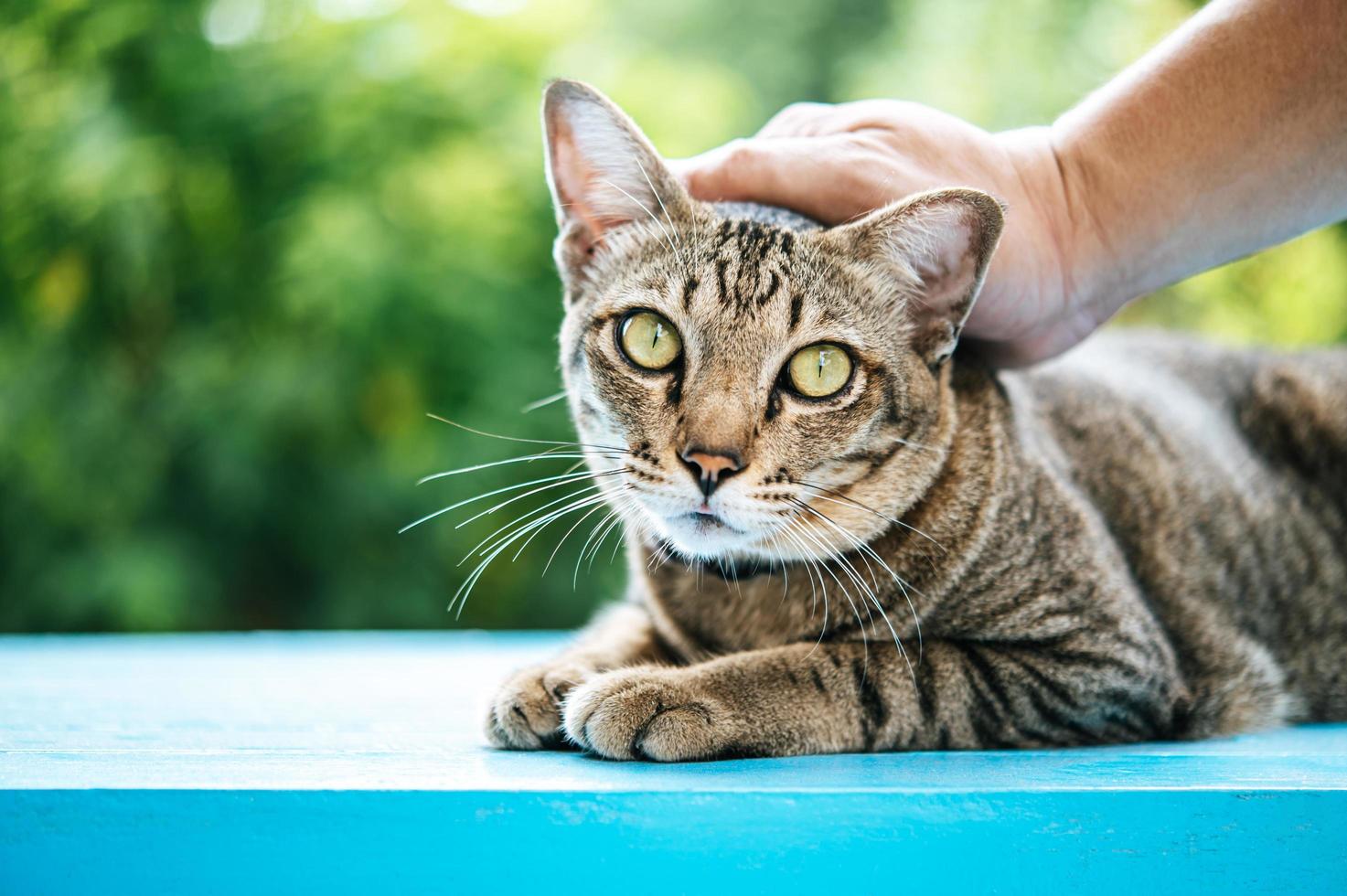 Hand streichelt eine getigerte Katze foto