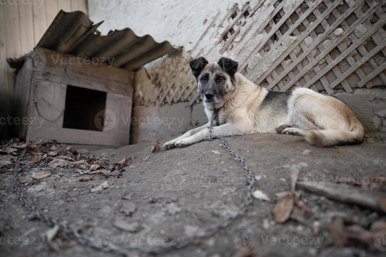 ein einsam und traurig bewachen Hund auf ein Kette in der Nähe von ein Hund Haus draußen. foto