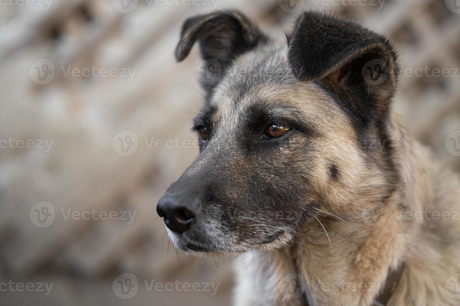 ein einsam und traurig bewachen Hund auf ein Kette in der Nähe von ein Hund Haus draußen. foto