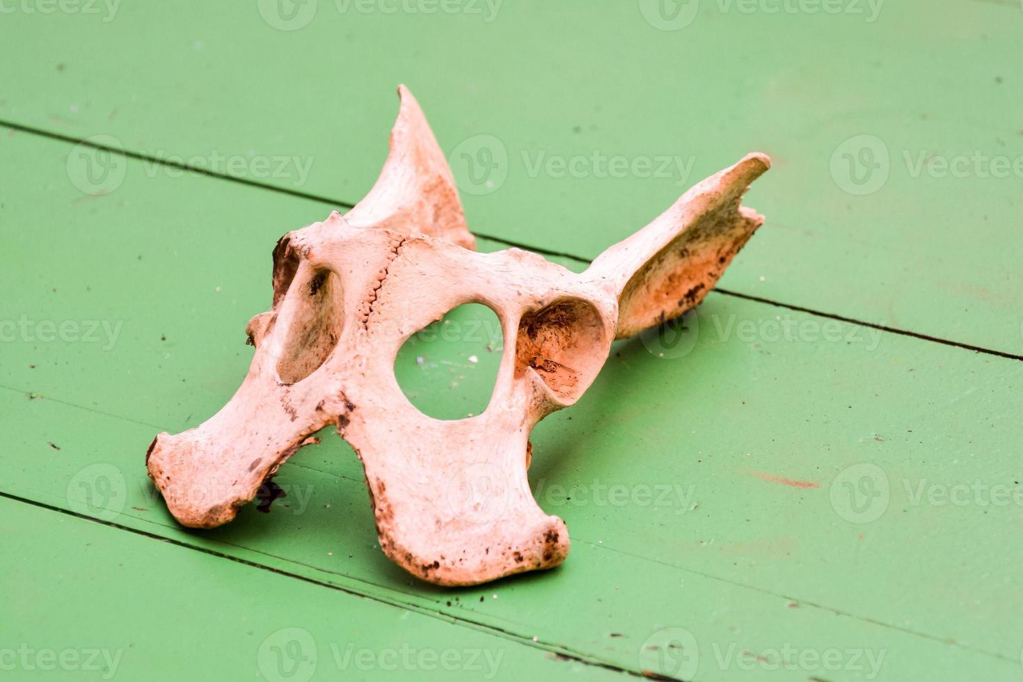 Tier Schädel auf Grün Oberfläche foto