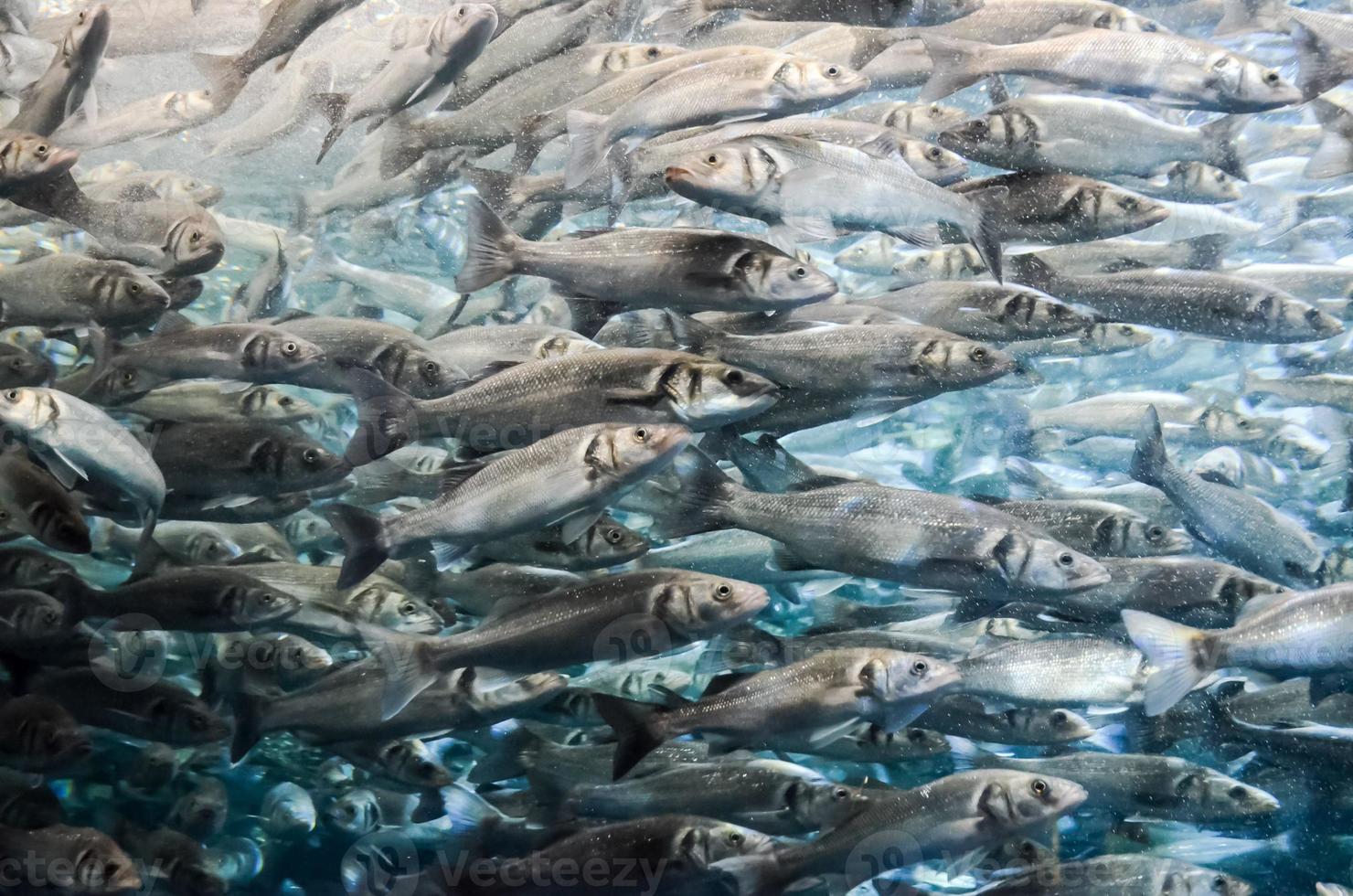 Fische im Wasser foto