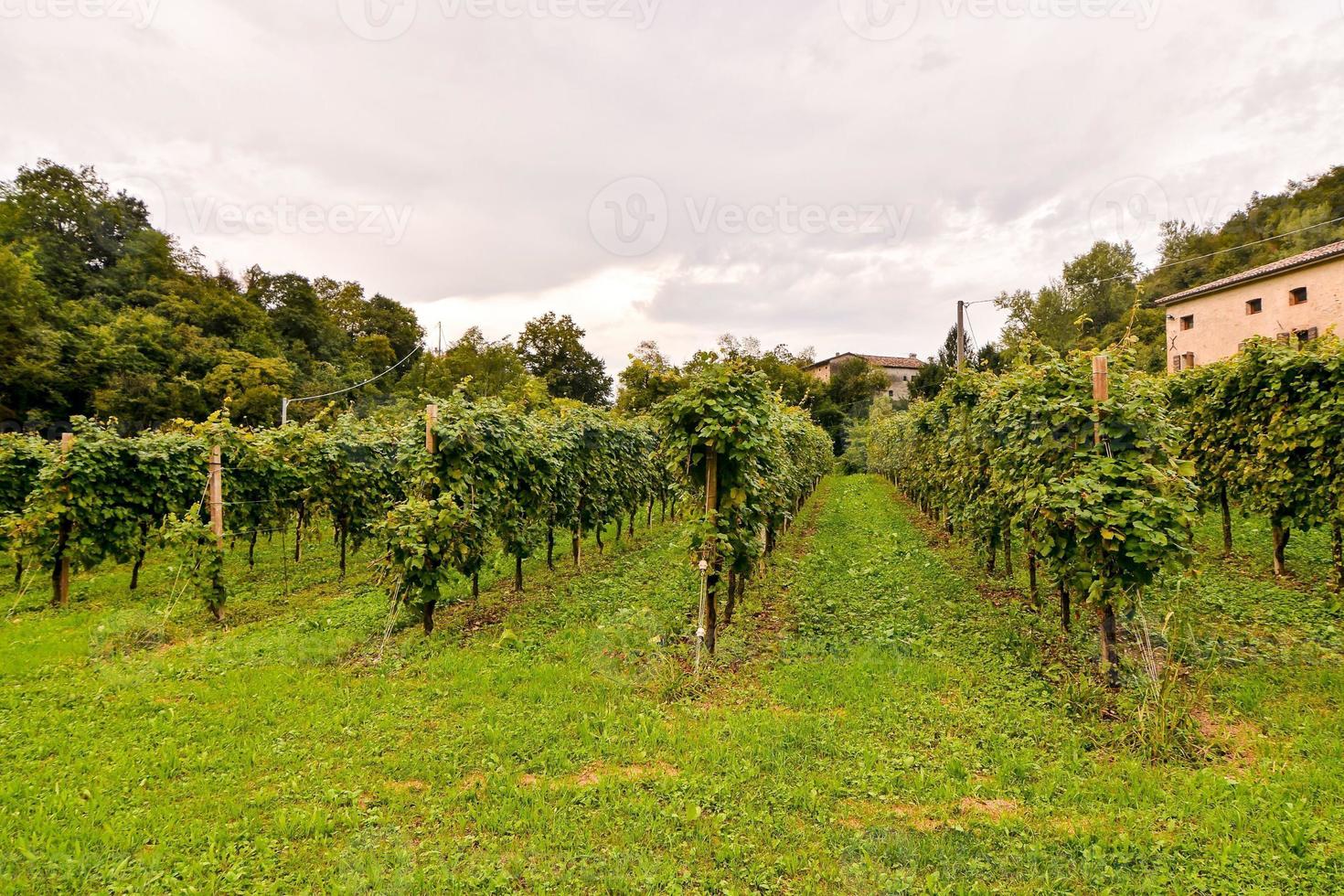 Grün Obstgarten Feld foto