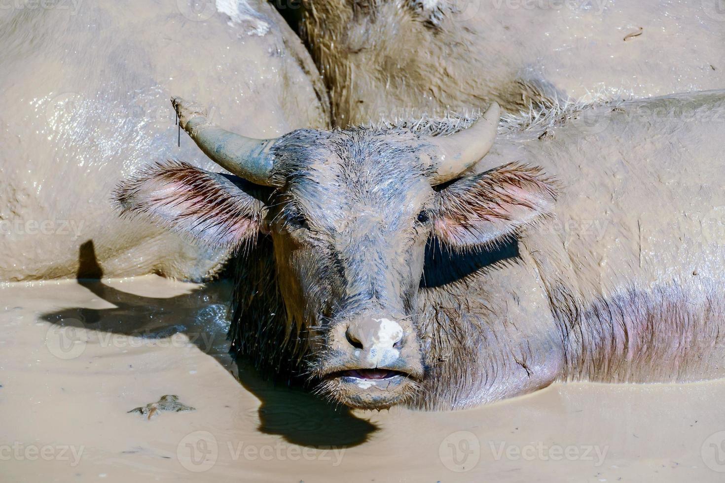 Büffel im das Schlamm foto