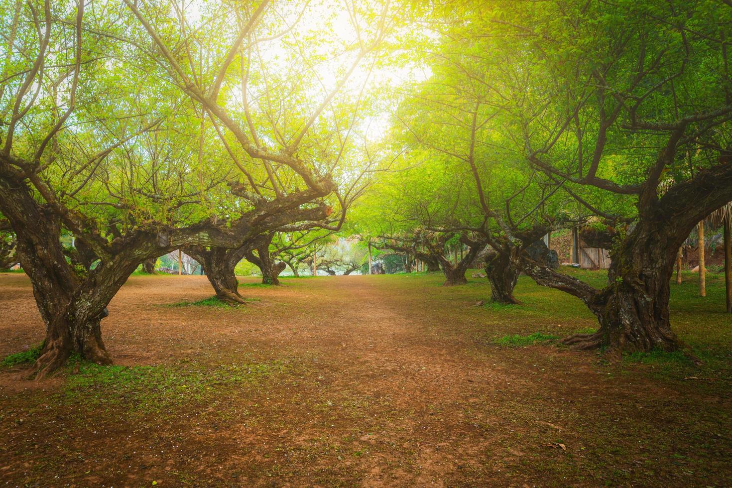 Pflaume Baum im ang khang, Chiang Mai, Thailand. foto