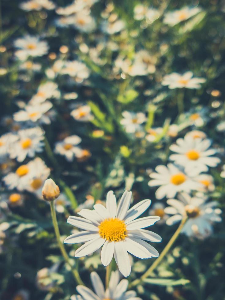 Gänseblümchen Blumen zum Jahrgang Hintergrund foto