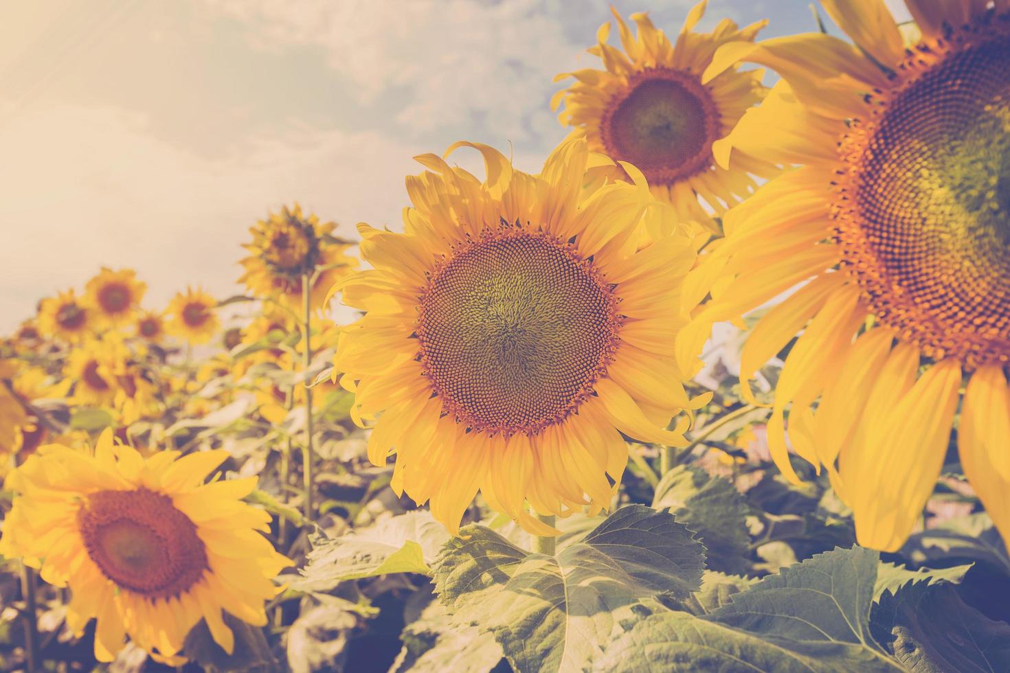 Sonnenblume auf abgelegt und Sonnenlicht mit Jahrgang Ton. foto